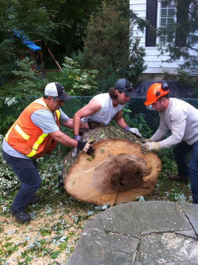 image of 3 crew members moving a large cross-section slice of a tree